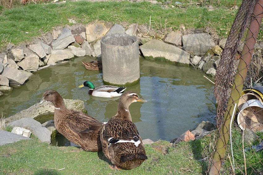 Kachni a slepičí vejce araukan nanásadu